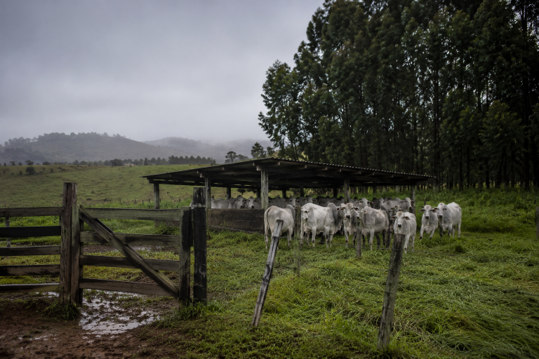 Frio extremo mata mais de 80 bovinos em Mato Grosso do Sul